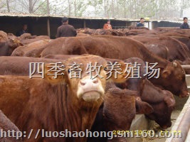 宁夏小牛犊价格