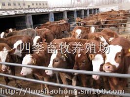 四川肉牛价格