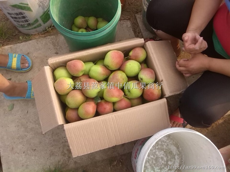 陕西早酥梨产地价格，夕阳红梨批发价格