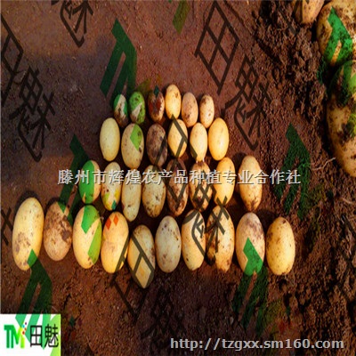 供应批发兰州嘉峪关天水武威白银靖远金昌张掖小土豆