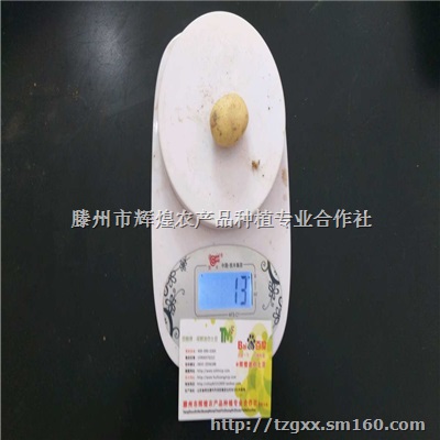 供应批发兰州嘉峪关天水武威白银靖远金昌张掖小土豆