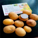 供应小土豆
