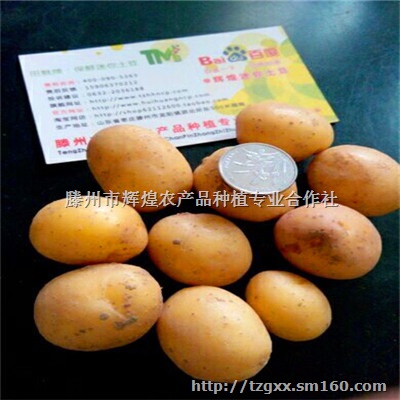 供应迷你小土豆