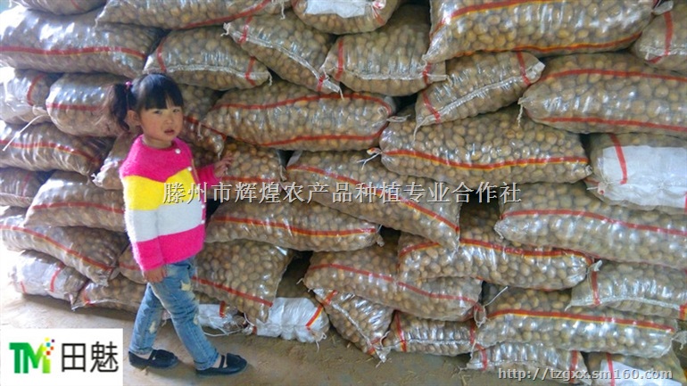 供应批发兰州嘉峪关天水武威金昌小土豆小洋芋加盟