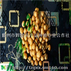 供应批发兰州嘉峪关天水武威金昌小土豆小洋芋加盟