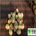 供应批发兰州嘉峪关天水武威金昌小土豆小洋芋加盟