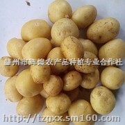 供应2016年现挖新鲜迷你小土豆