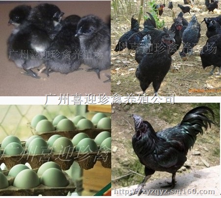 哪里有绿壳蛋鸡苗出售绿壳蛋鸡苗批发
