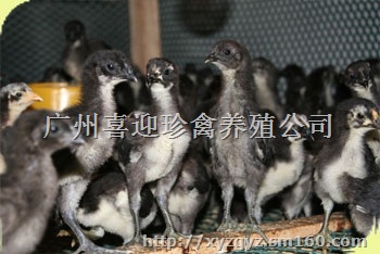 哪里有绿壳蛋鸡苗出售绿壳蛋鸡苗批发
