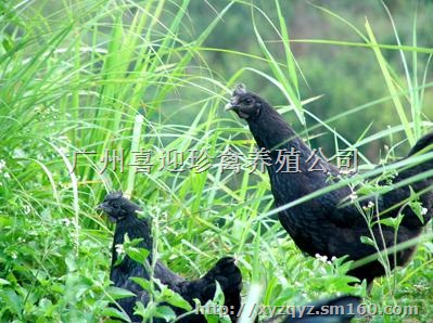 出售优质绿壳蛋鸡苗哪里有绿壳蛋鸡苗批发