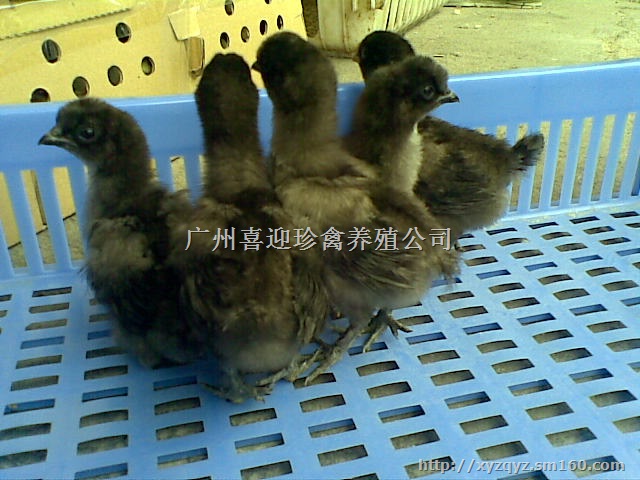 出售优质绿壳蛋鸡苗哪里有绿壳蛋鸡苗批发