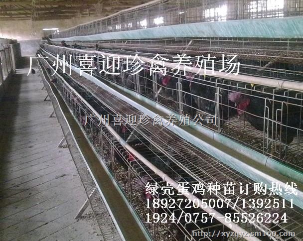 出售优质绿壳蛋鸡苗哪里有绿壳蛋鸡苗批发