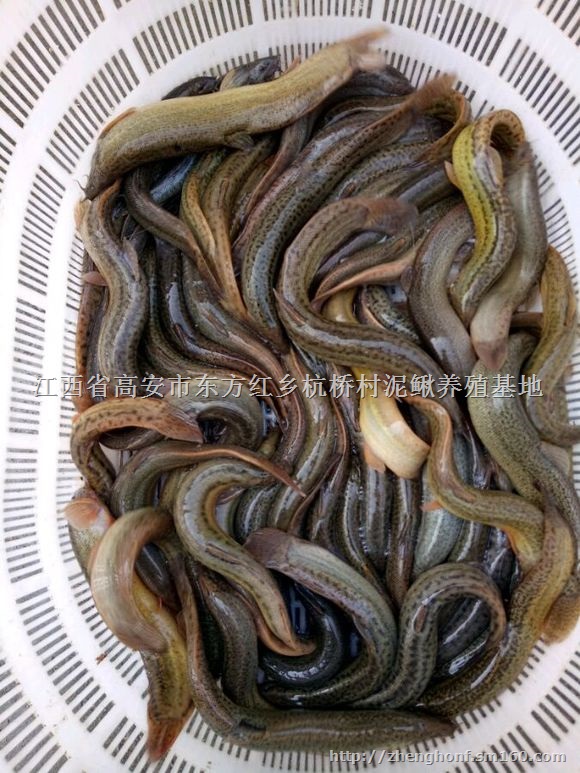 江西抚州泥鳅苗江西抚州泥鳅养殖基地