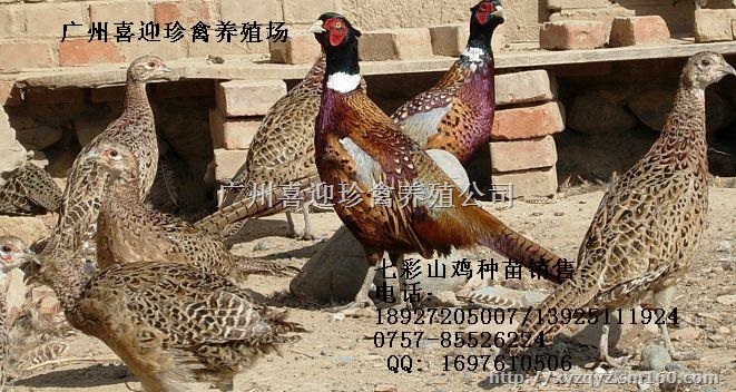 广东山鸡苗养殖场七彩野鸡苗批发价格
