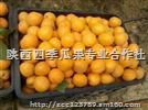 陕西金太阳杏价格，丰园红杏价格，凯特杏批发价格
