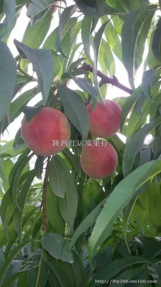 陕西毛桃产地郑二毛桃价格
