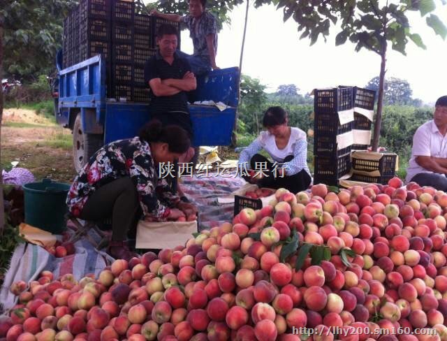 陕西毛桃产地郑二毛桃价格