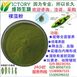 维特生物裸藻粉绿虫藻Euglena powder