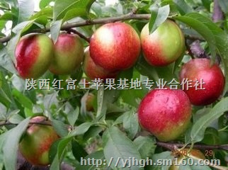 中油五油桃价格油桃产地油桃种植批发价格信息