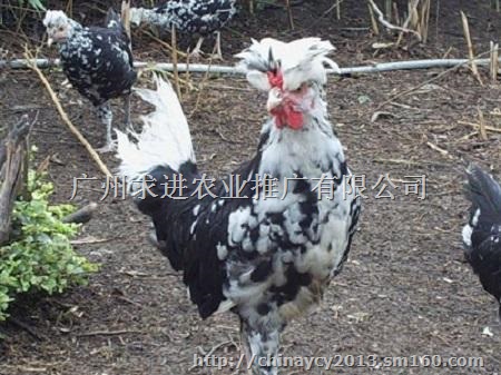 贵妃鸡苗厂家批发,全国包发贵妃鸡苗价格实惠