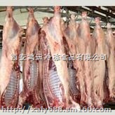 陇南、榆林冷冻批发羊蝎子 羊蹄 羊排