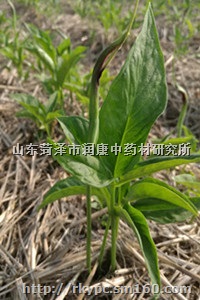 狭三叶半夏种球