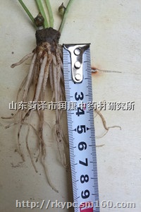 狭三叶半夏种球