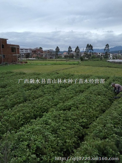 广西融水供应自产20-30公分良种杉树苗500万株
