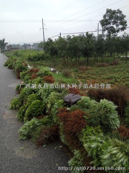 广西融水供应自产20-30公分良种杉树苗500万株