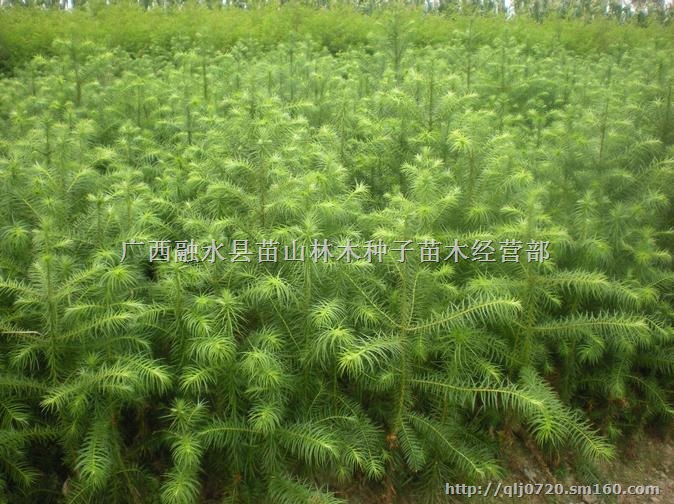 广西融水批发自产40-50公分速生杉树苗200万株