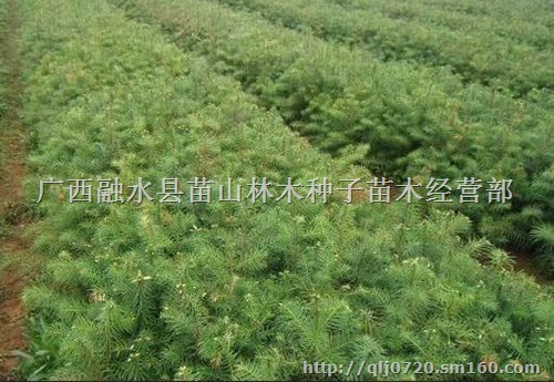 广西融水自产自销20-30厘米良种杉木苗300万株