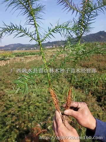 广西融水自产自销20-30厘米良种杉木苗300万株