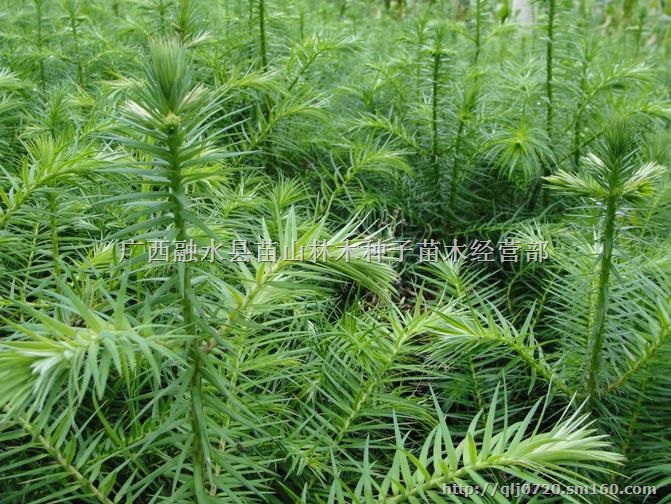 广西融水批发40-50厘米速生杉木苗150万株