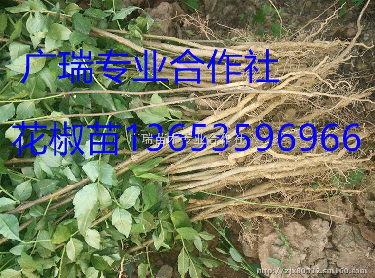 山西花椒苗价格山西花椒苗价格