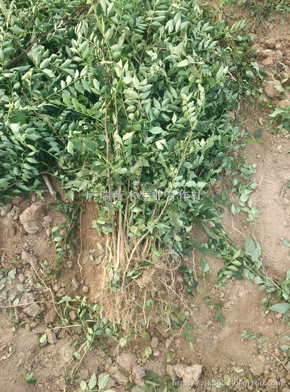 山西花椒苗价格山西花椒苗价格