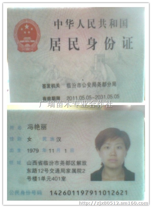 山西花椒苗多少钱一棵/山西花椒苗报价