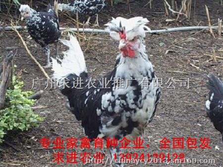 2018年贵妃鸡苗报价,厂家出厂价格含运费