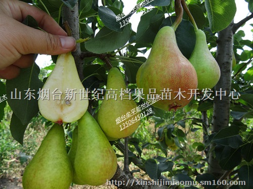 适合东北种植的早熟梨新品种  珍宝香梨苗  洋梨苗