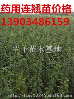 哪里有药用连翘苗 连翘苗栽培技术 连翘树苗价格