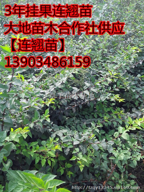 哪里有药用连翘苗 连翘苗栽培技术 连翘树苗价格