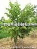 供山楂苗杏树苗苹果苗梨树苗