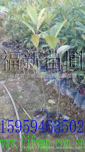 红叶石楠小袋苗 红叶石楠杯苗 红叶石楠小苗