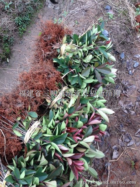 红叶石楠小袋苗 红叶石楠杯苗 红叶石楠小苗