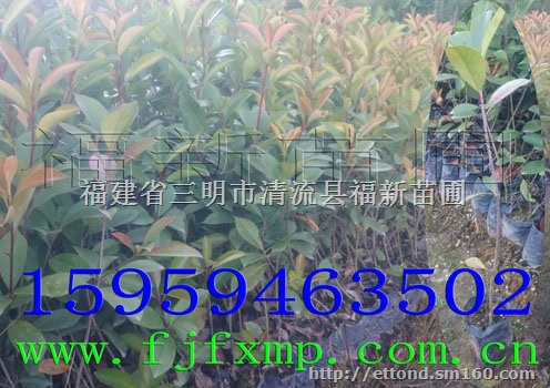 红叶石楠小袋苗 红叶石楠杯苗 红叶石楠小苗