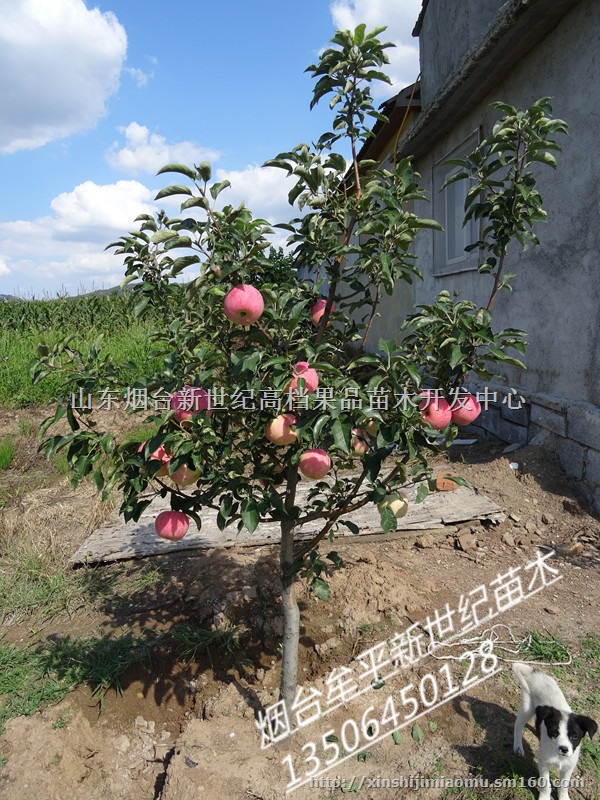 批发新疆1公分烟富0苹果苗 2公分烟富8苹果树
