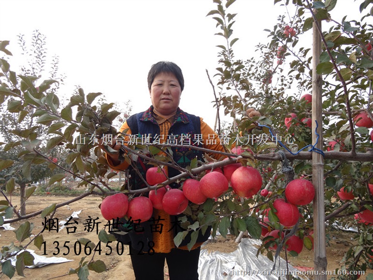 为您提供烟富0苹果接穗 嫁接烟富8枝条 全红条纹枝