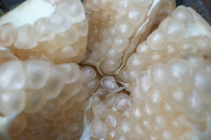 批发新疆大籽石榴苗 御石榴苗 三白石榴苗