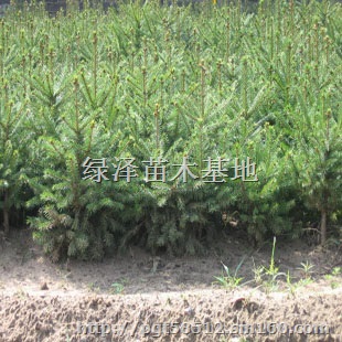 供应50公分高以上华山松 云杉营养钵苗