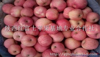 陕西红富士苹果*价格红富士苹果产地价格