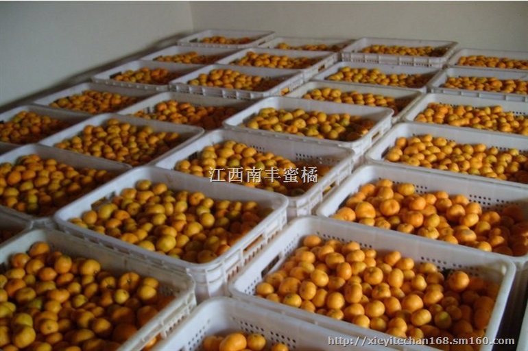 供应优质南丰蜜橘，自产自销，也可以代办